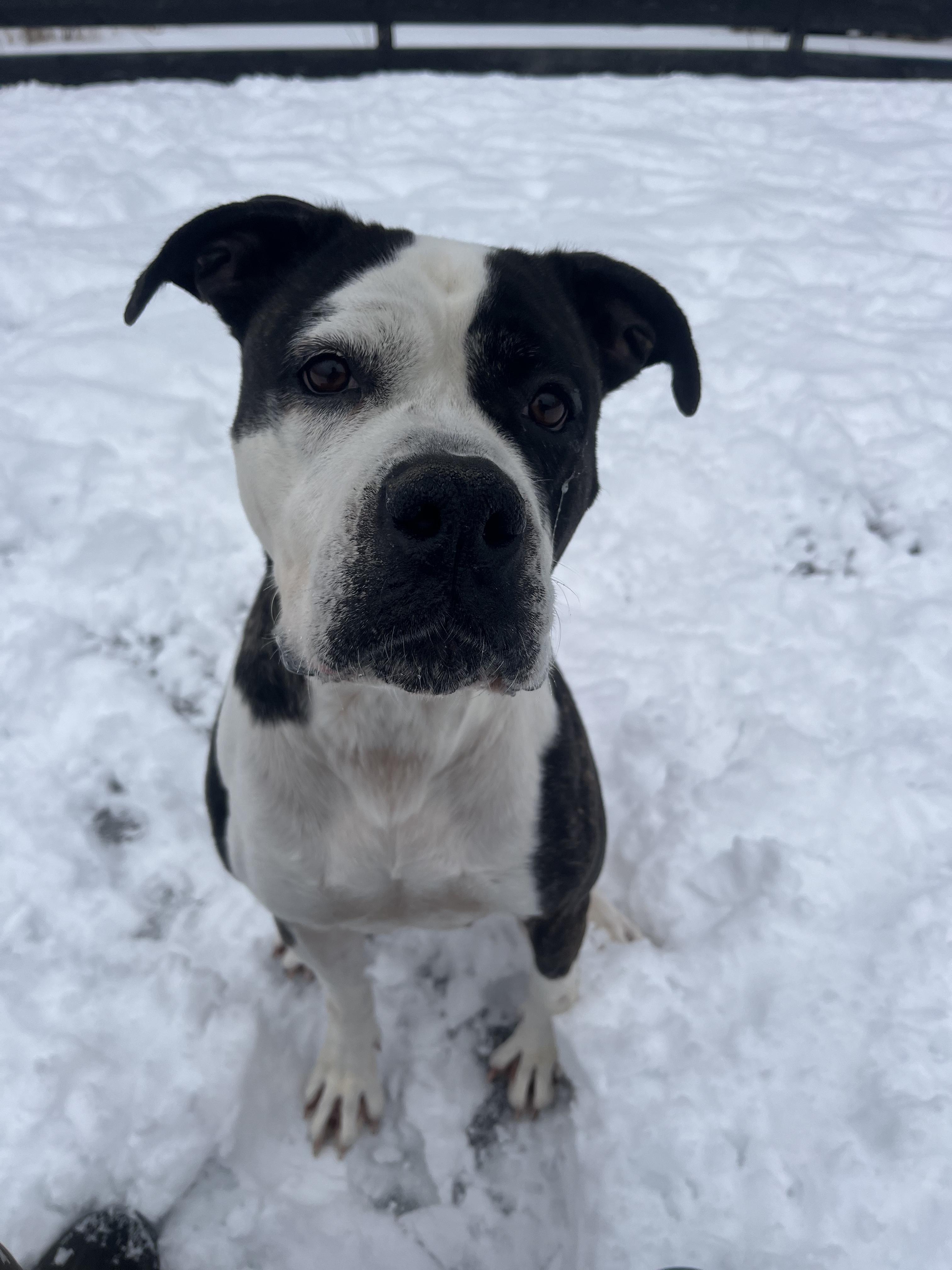 Enlarge Stella, a ADOPTABLE American Bully in Lisle, ON image 1/3