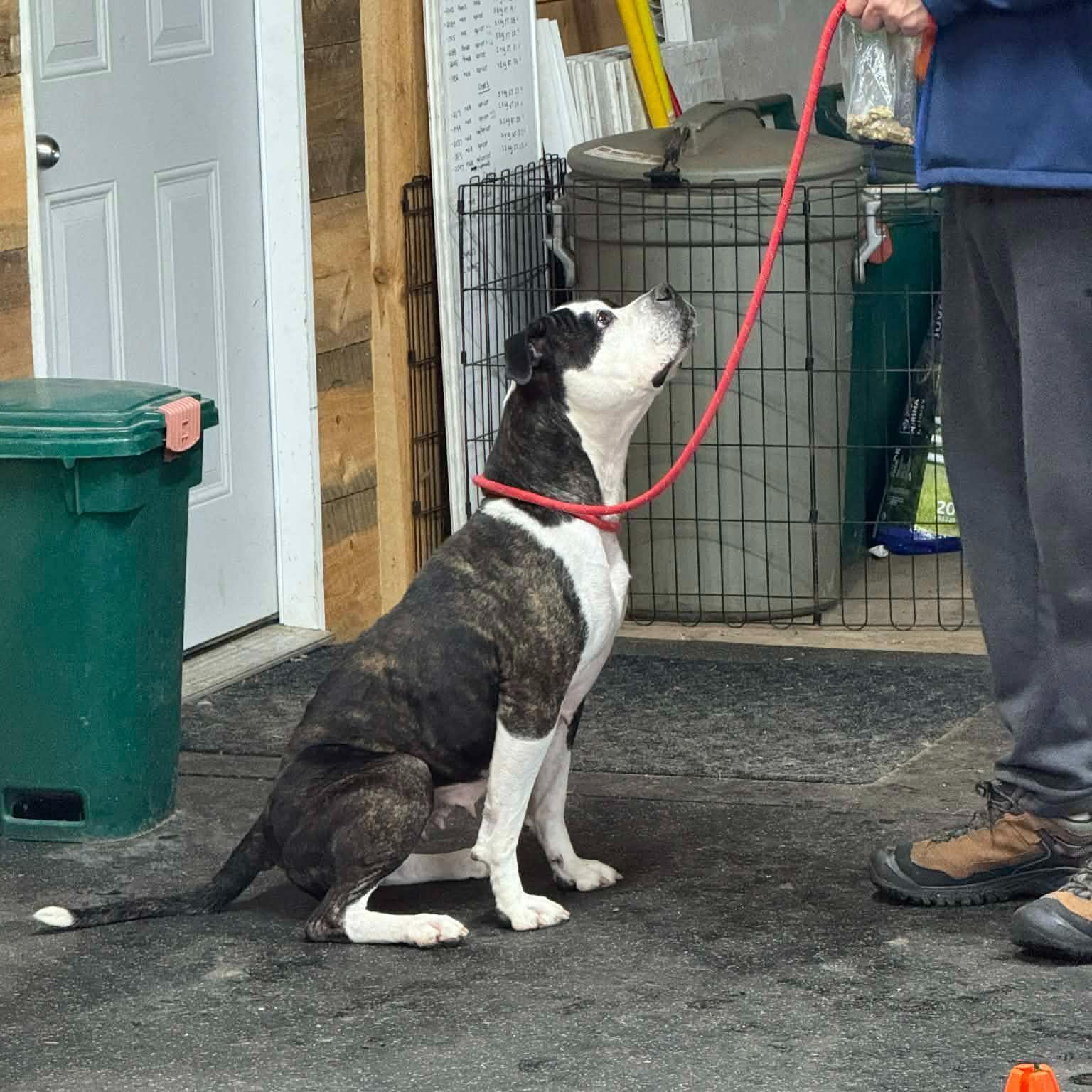 Stella, ADOPTABLE, Adult Female American Bully.