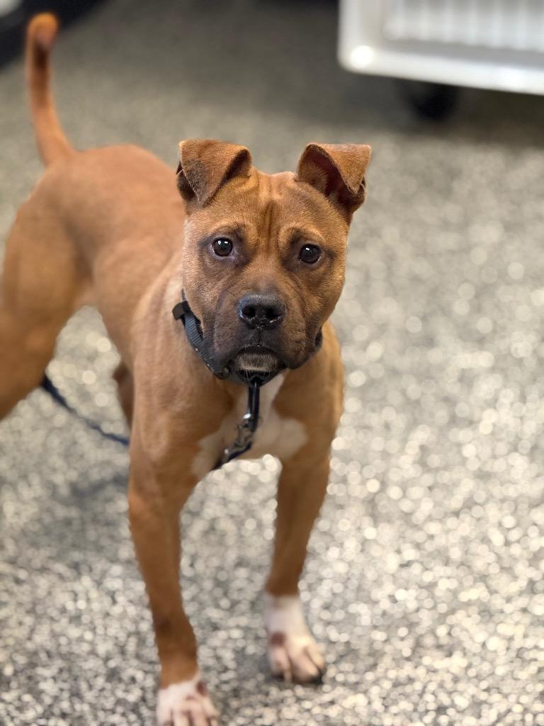 Enlarge Fellow, a Adoptable mixed breed in Columbia, TN image 1/1