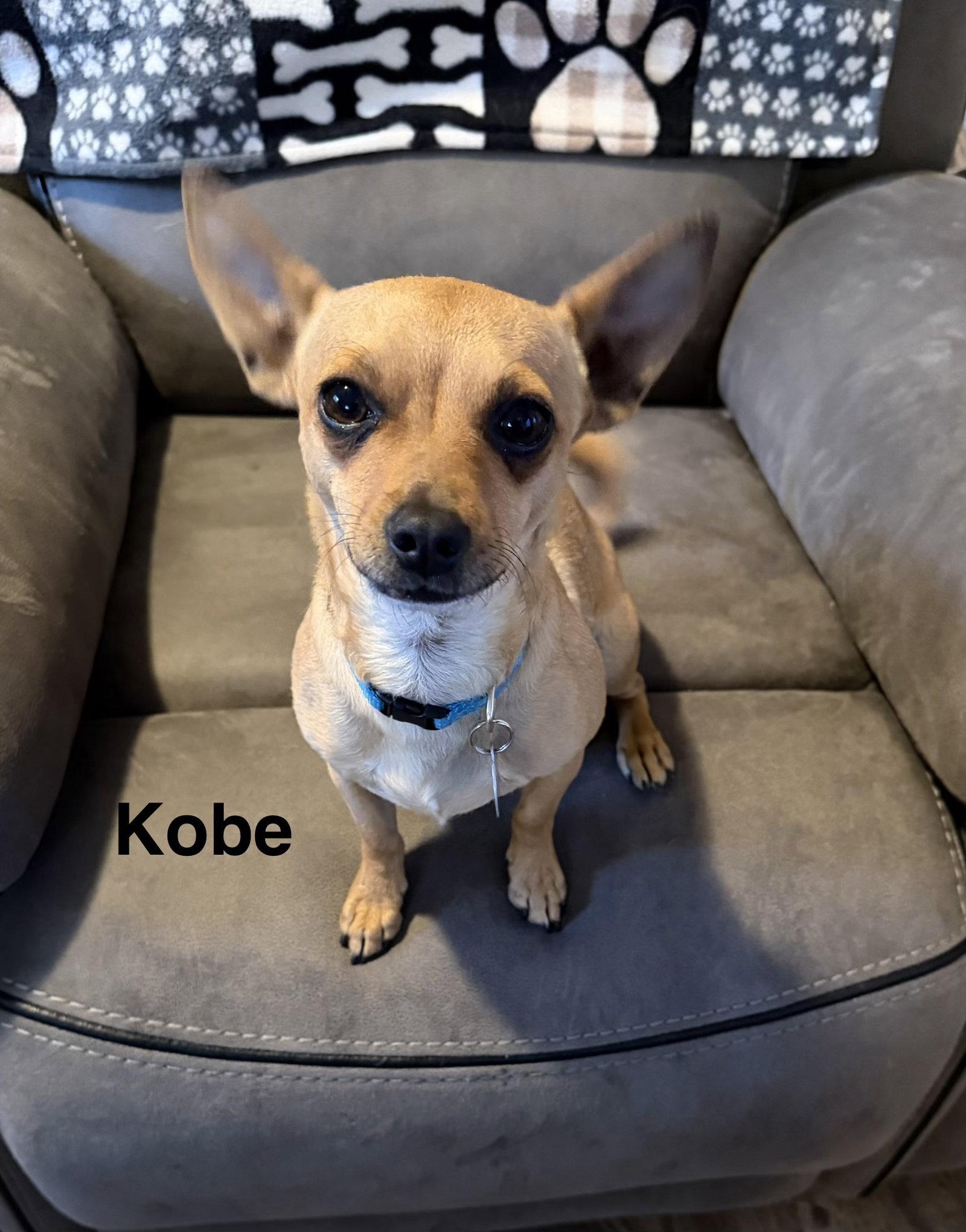 Enlarge Kobe, a Adoptable Chihuahua in Colorado Springs, CO image 1/2