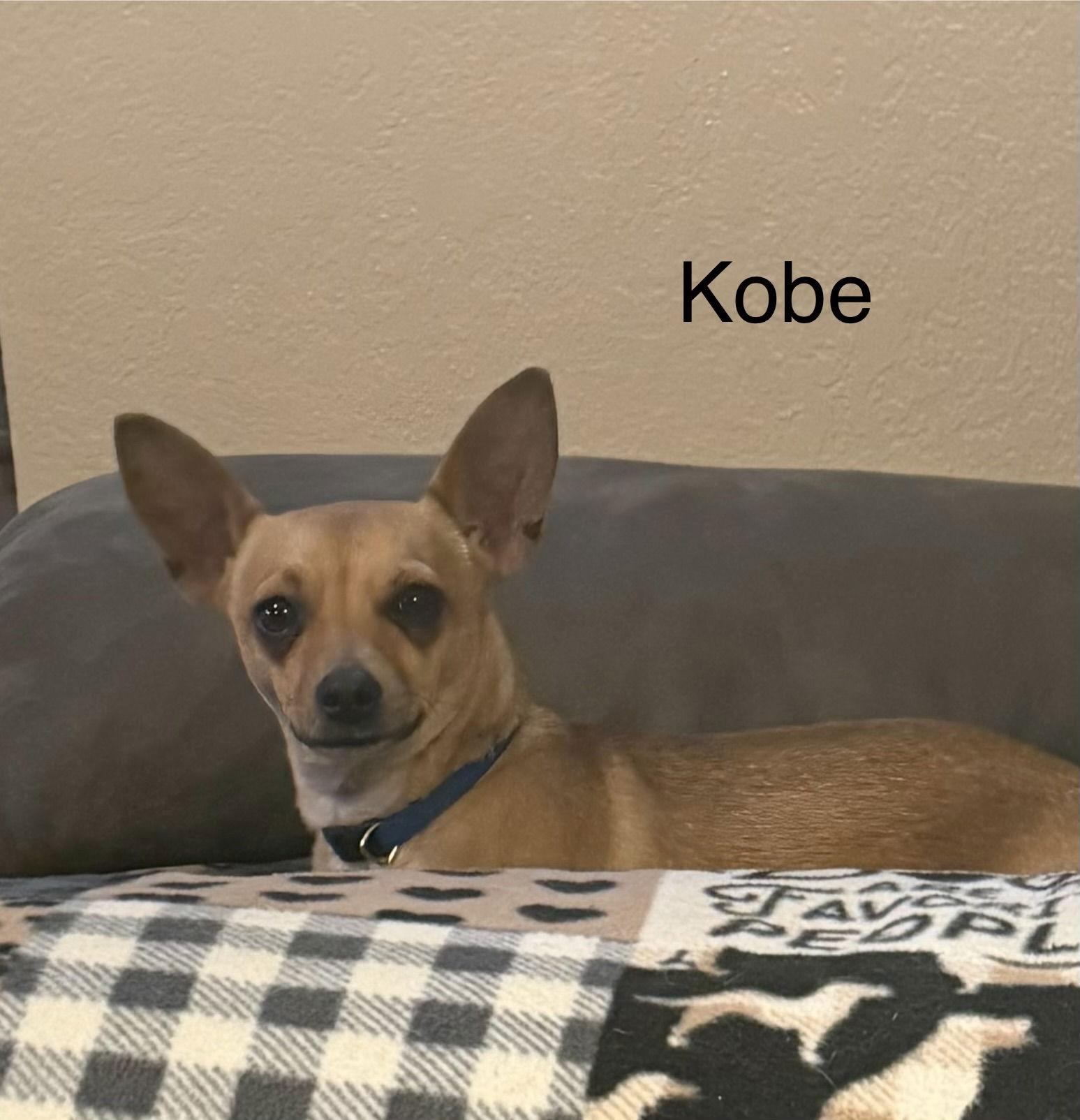 Kobe, Adoptable, Adult Male Chihuahua.