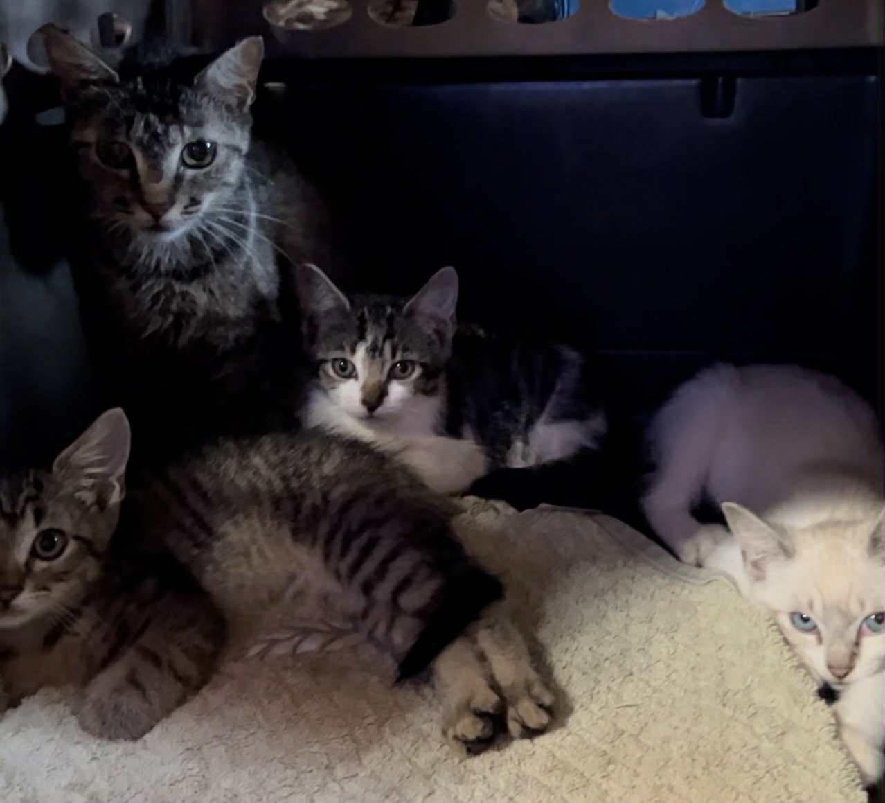 Courtesy Posting............Siblings - 2mo old Kittens, Baby Male Tabby