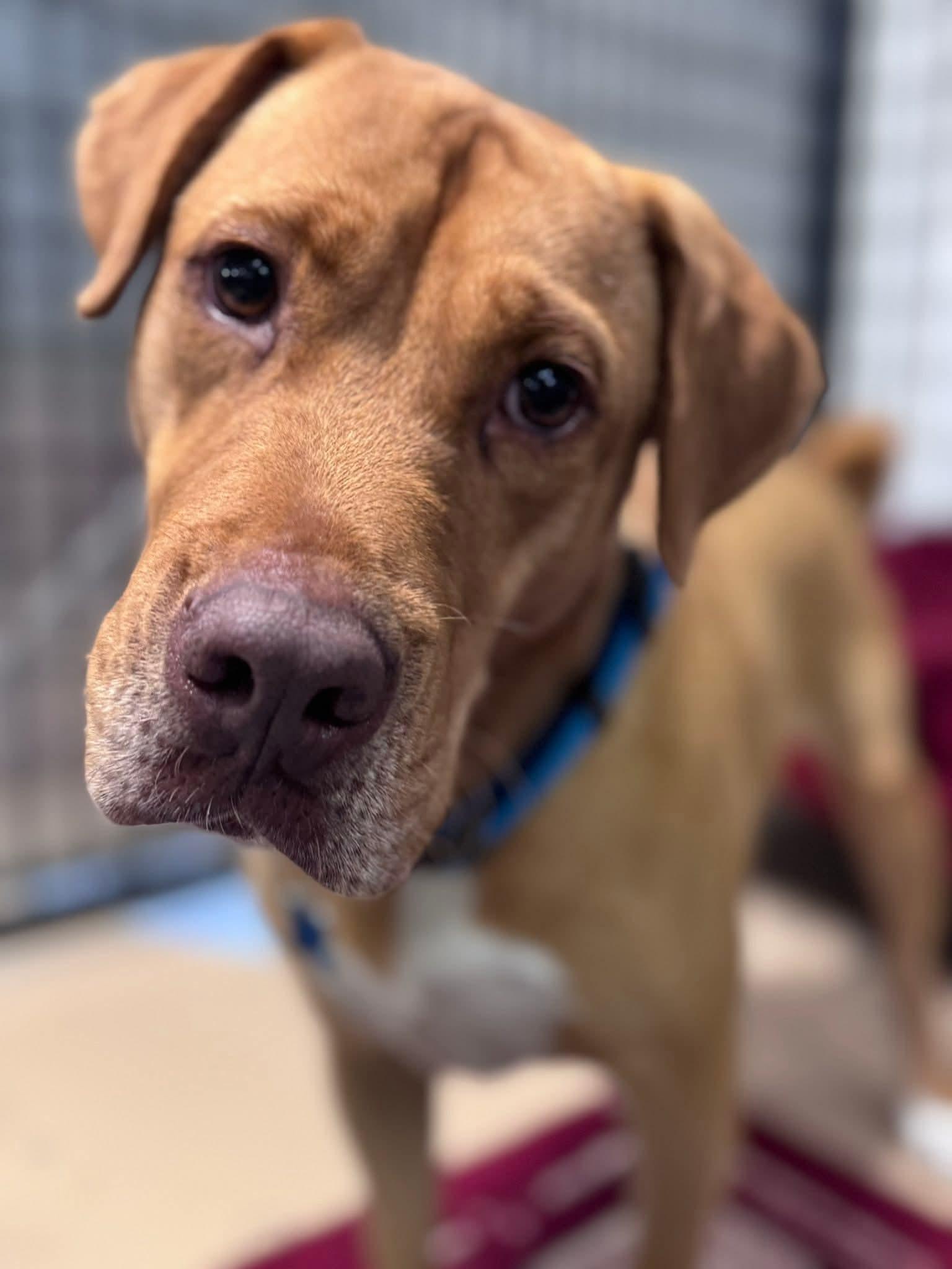 Enlarge Pretzel, a Adoptable mixed breed in Cedar Rapids, IA image 1/6