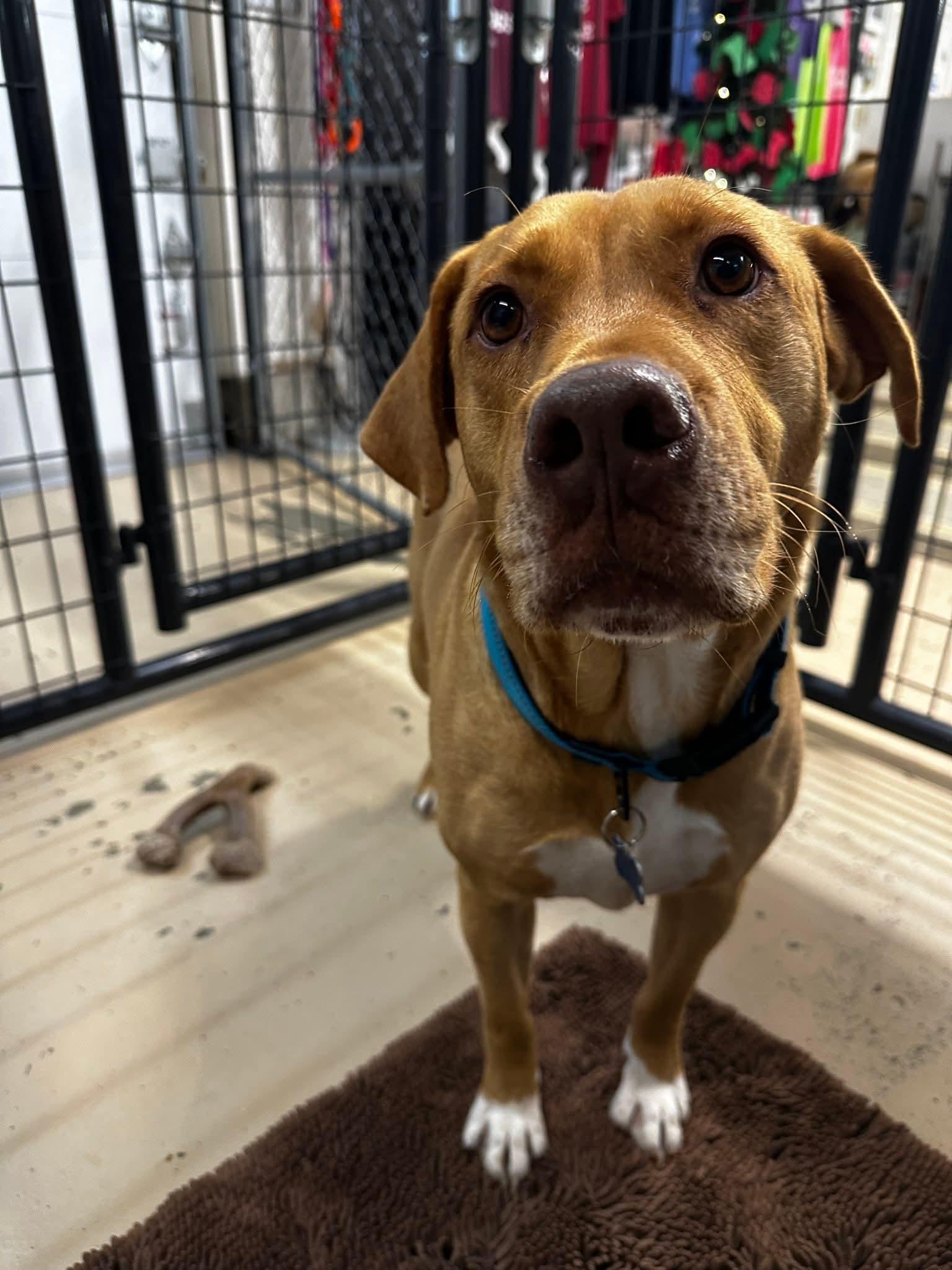 Enlarge Pretzel, a Adoptable mixed breed in Cedar Rapids, IA image 2/6