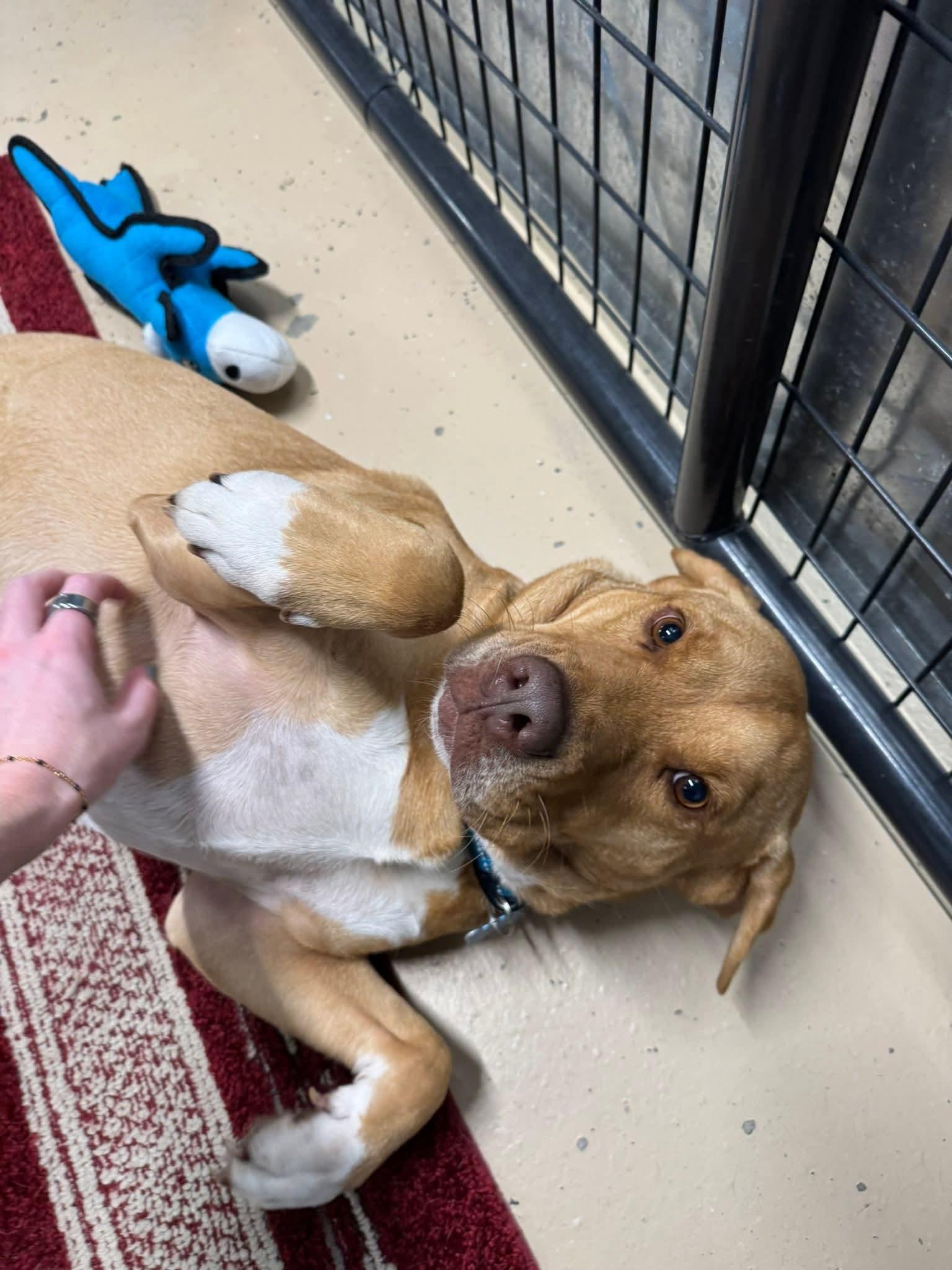 Enlarge Pretzel, a Adoptable mixed breed in Cedar Rapids, IA image 3/6