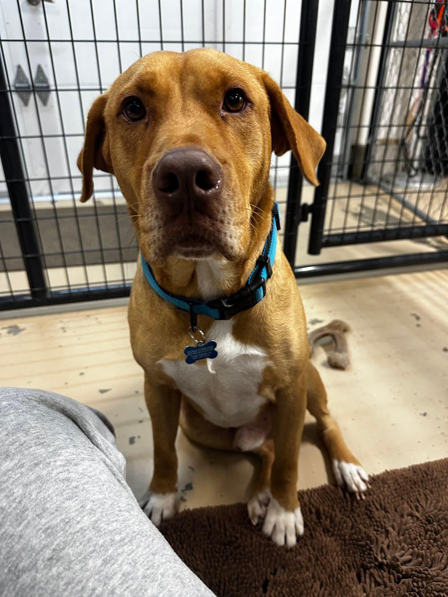 Enlarge Pretzel, a Adoptable mixed breed in Cedar Rapids, IA image 4/6