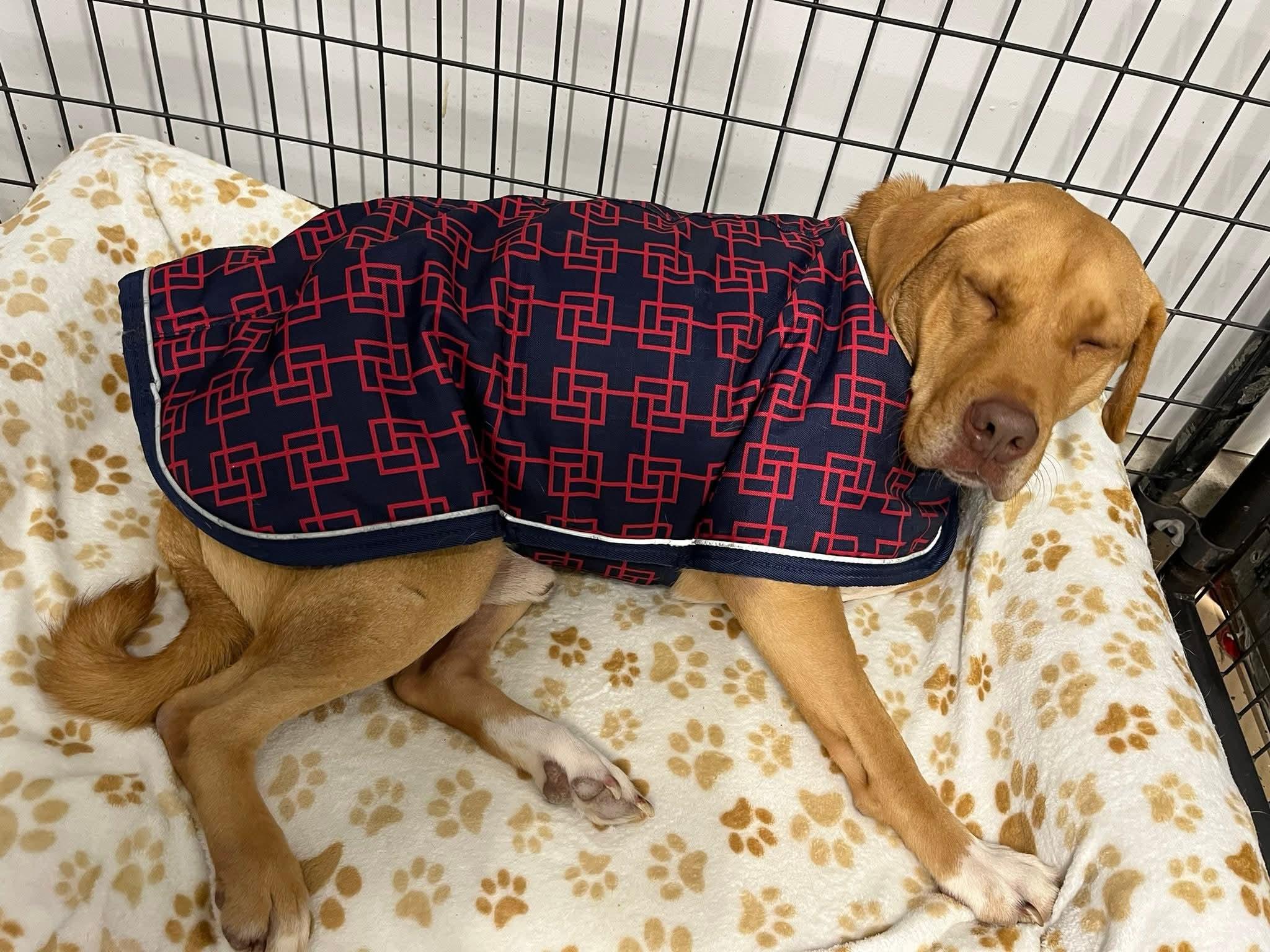 Enlarge Pretzel, a Adoptable mixed breed in Cedar Rapids, IA image 5/6