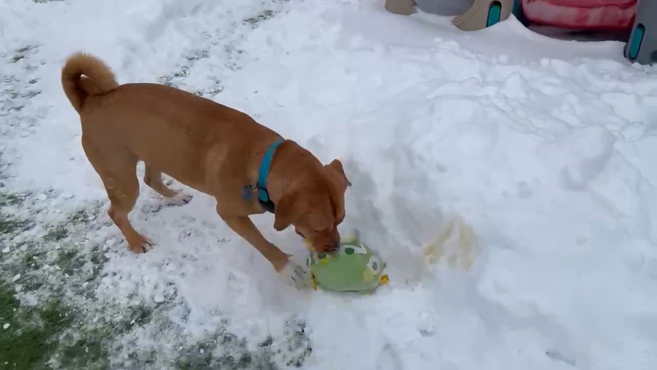 Enlarge Pretzel, a Adoptable mixed breed in Cedar Rapids, IA video 6/6