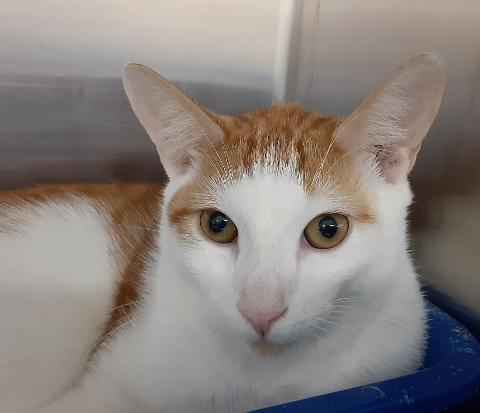 Enlarge Presley, a Adoptable Domestic Short Hair in Massapequa, NY image 2/2