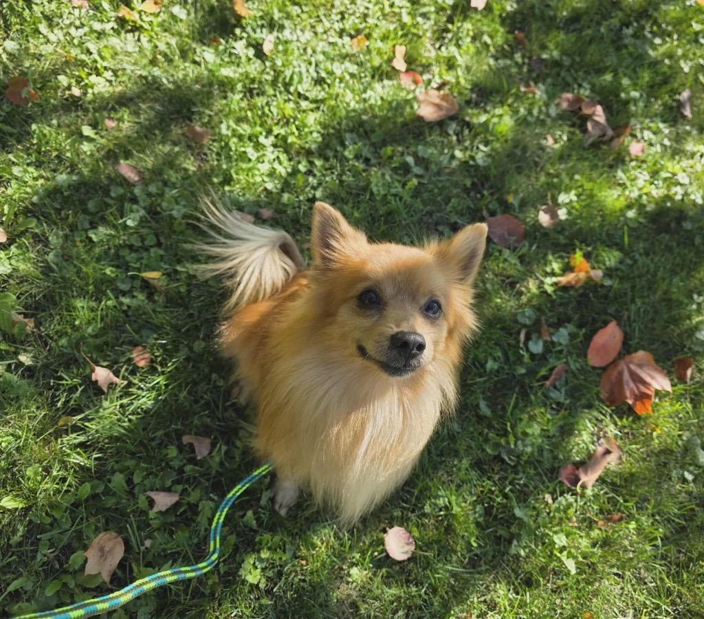 Buddha, Adopted, Adult Male Pomeranian.