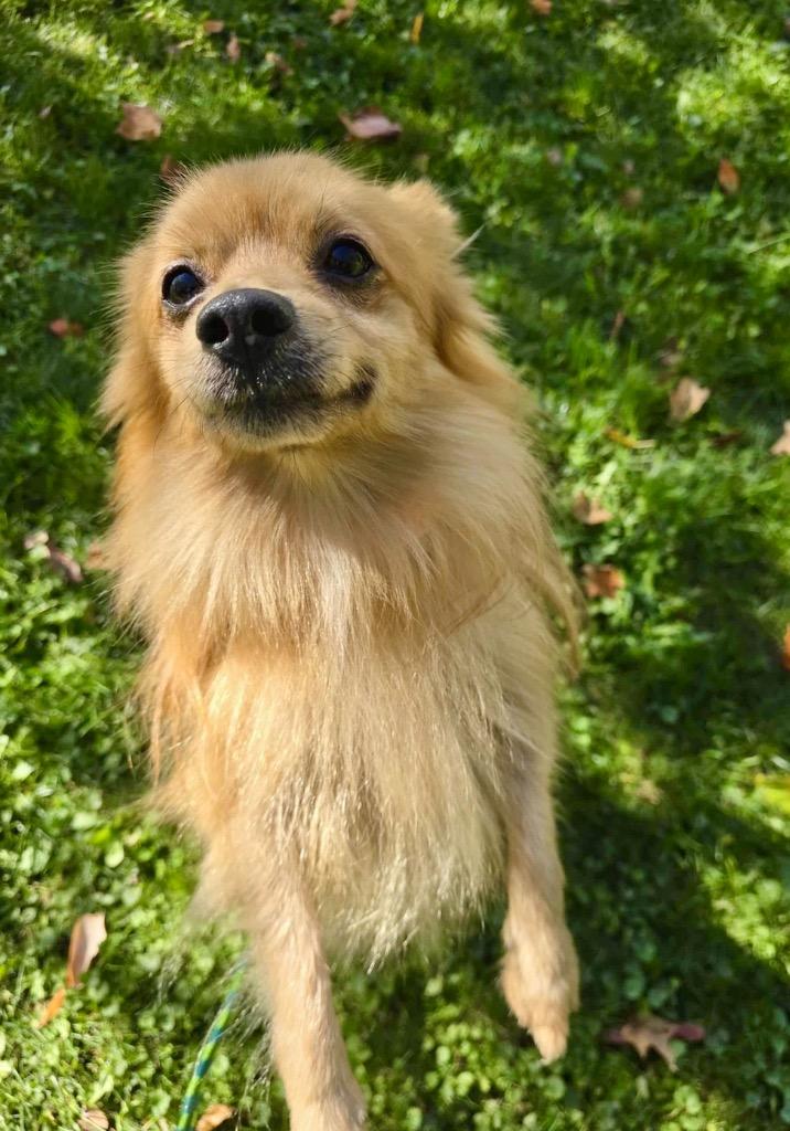 Enlarge Buddha, a Adopted Pomeranian in Liverpool, NY image 2/4