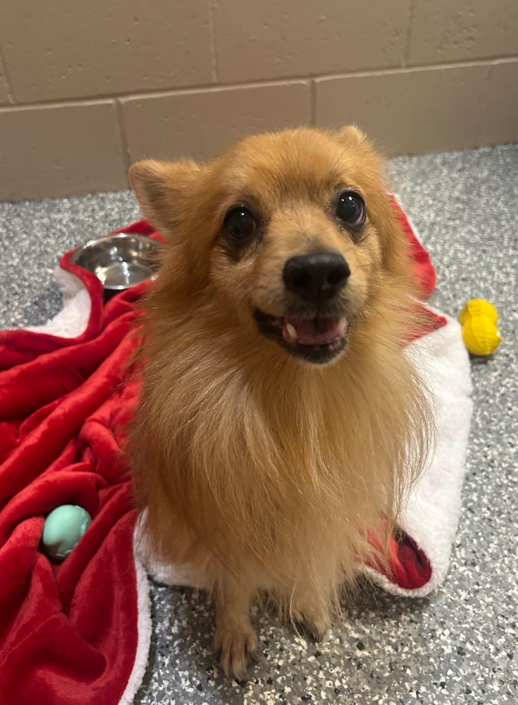 Enlarge Buddha, a Adopted Pomeranian in Liverpool, NY image 3/4