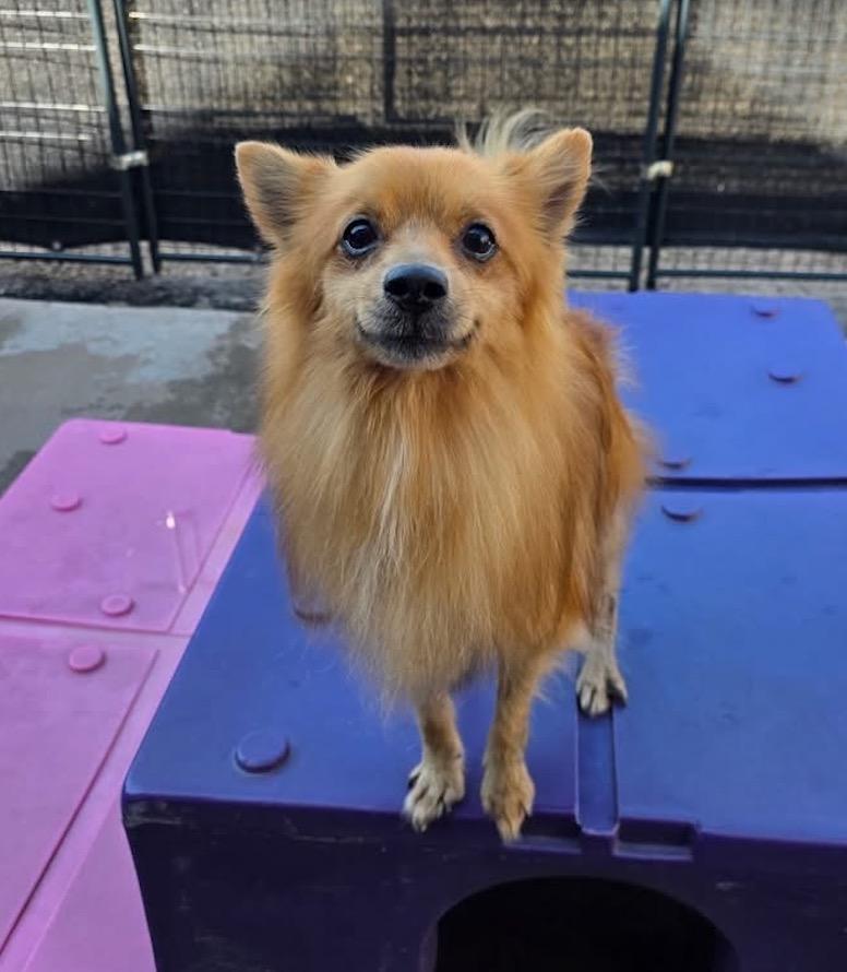 Enlarge Buddha, a Adopted Pomeranian in Liverpool, NY image 4/4