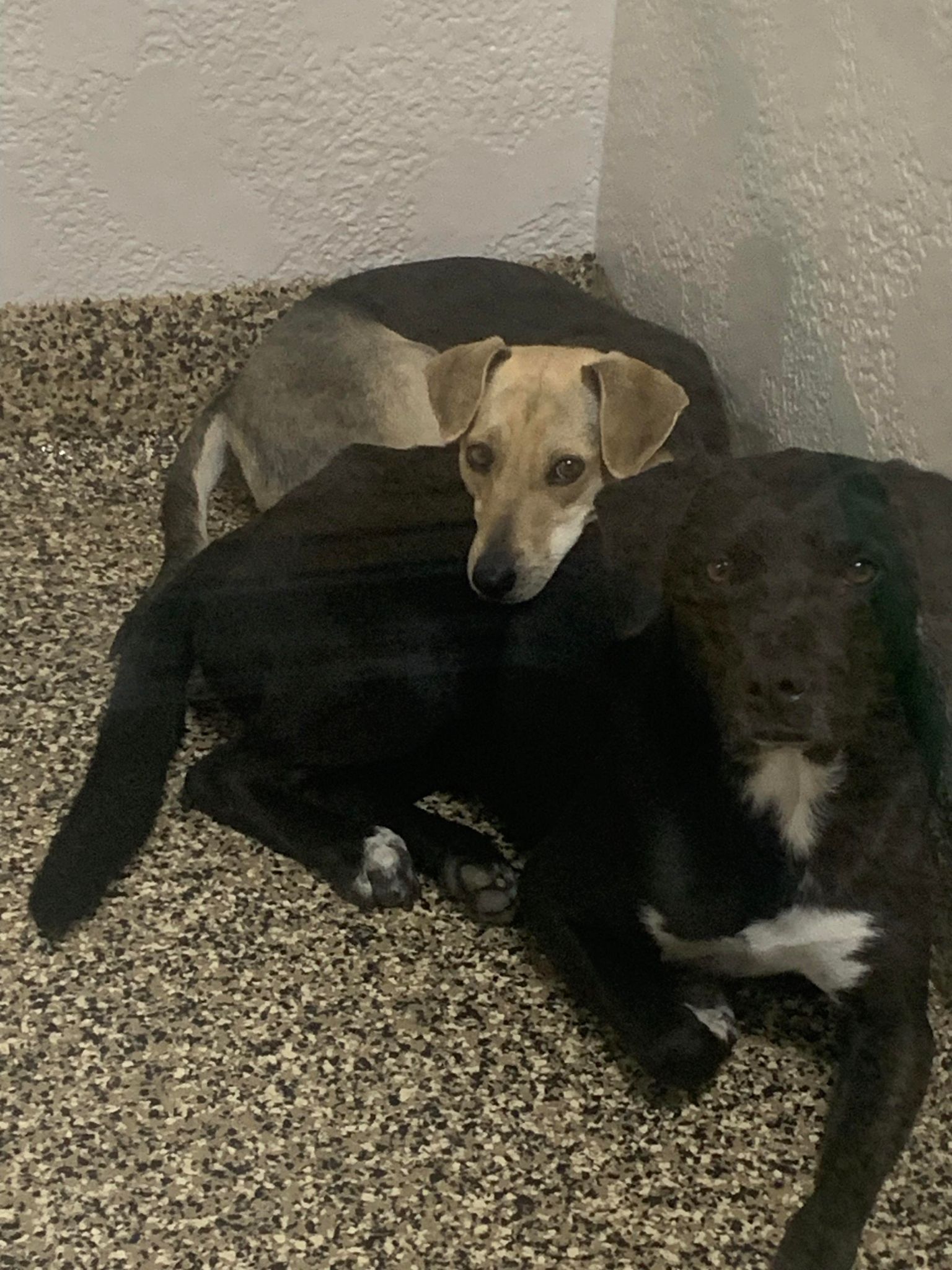 Sophia, Adoptable, Adult Female Black Labrador Retriever.