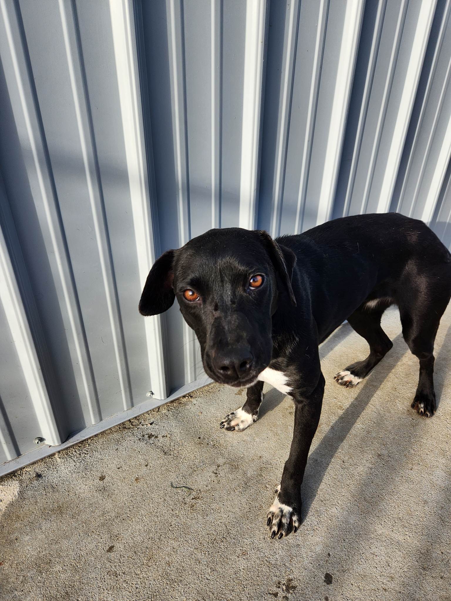 Enlarge Sophia, a Adoptable Black Labrador Retriever in Richmond, KY image 2/6
