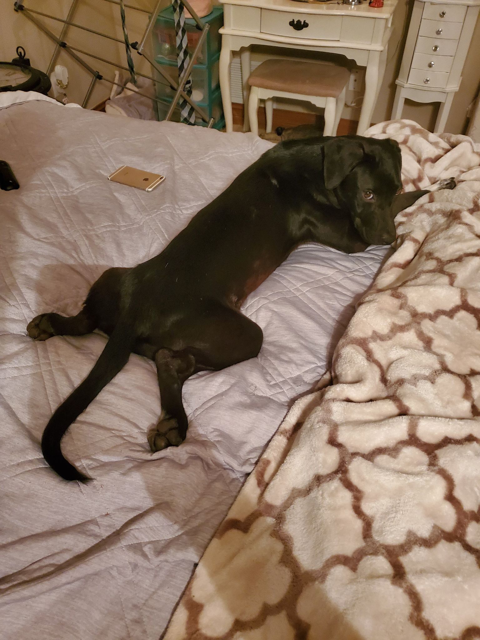 Enlarge Sophia, a Adoptable Black Labrador Retriever in Richmond, KY image 3/6