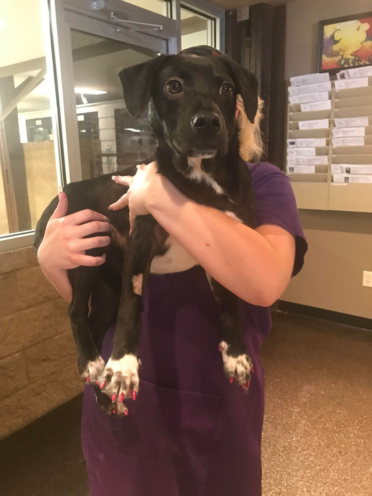 Enlarge Sophia, a Adoptable Black Labrador Retriever in Richmond, KY image 4/6