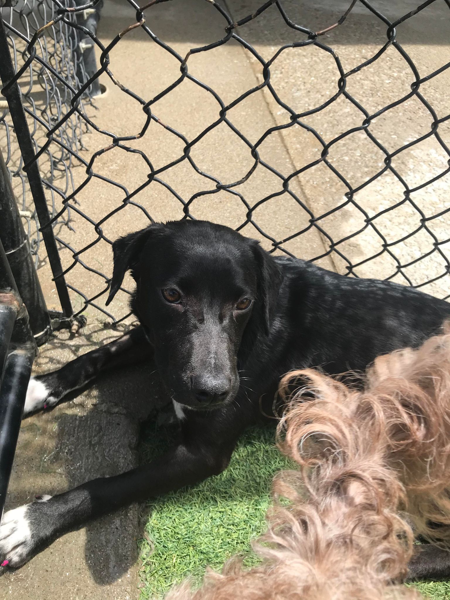 Enlarge Sophia, a Adoptable Black Labrador Retriever in Richmond, KY image 6/6