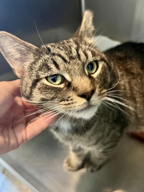 T.c. Aka Top Cat thumbnail 3