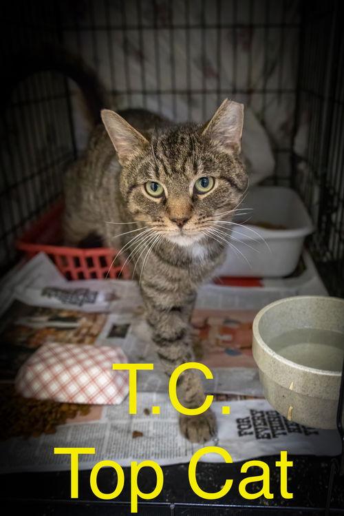 T.c. Aka Top Cat thumbnail 4