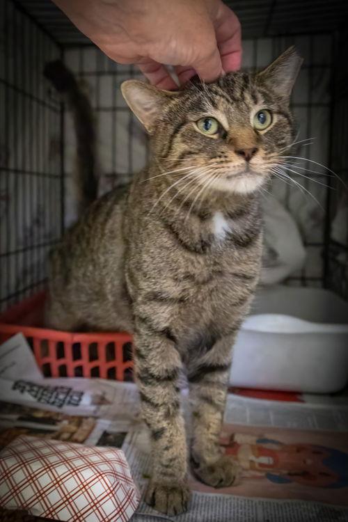 T.c. Aka Top Cat thumbnail 2