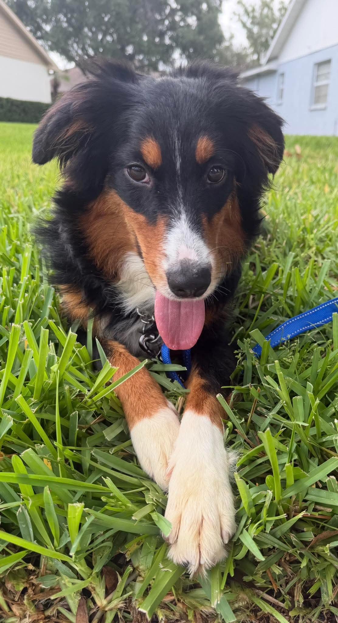 Jett, Adoptable, Young Male Border Collie & Australian Shepherd.