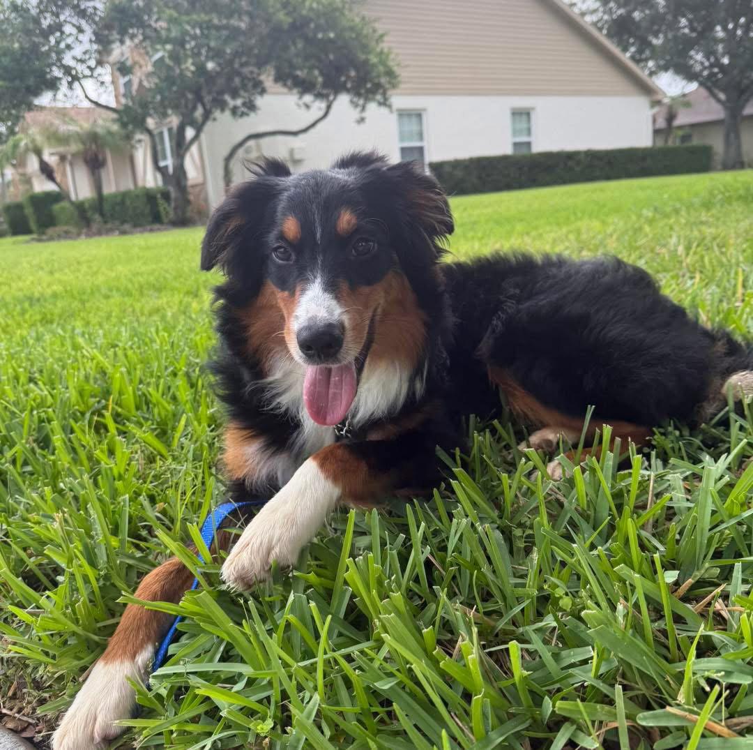 Enlarge Jett, a Adoptable mixed breed in Valrico, FL image 2/2