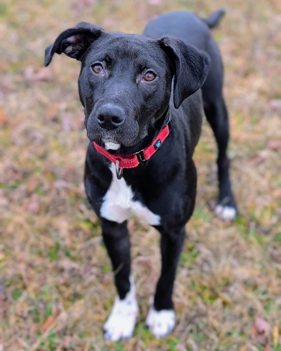 Nellie, ADOPTABLE, Young Female Black Labrador Retriever.