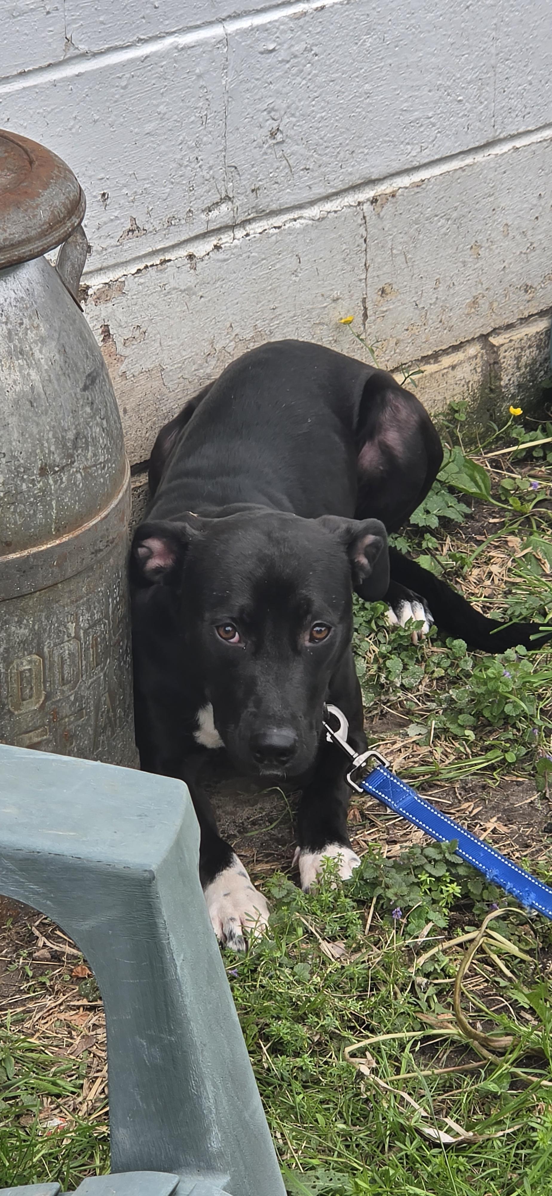 Nellie, a ADOPTABLE mixed breed in Walworth, NY image 2/2
