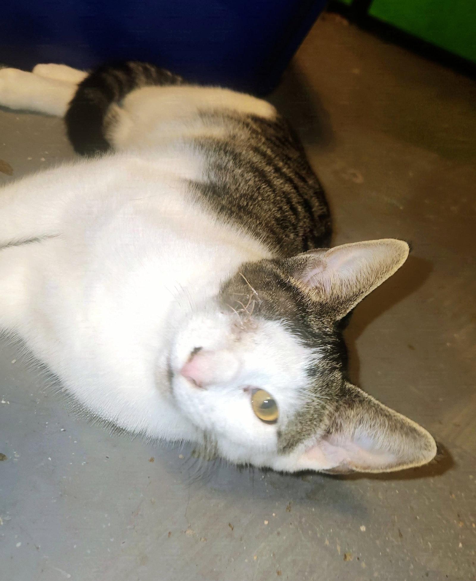 *Ash, Adoptable, Kitten Male Domestic Short Hair.