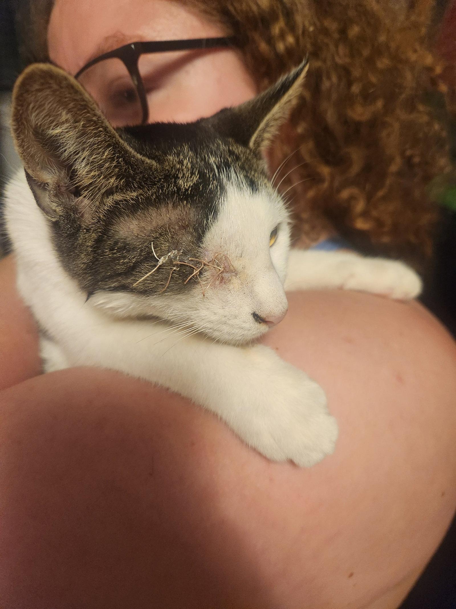 Enlarge *Ash, a Adoptable Domestic Short Hair in Forest, VA image 2/3