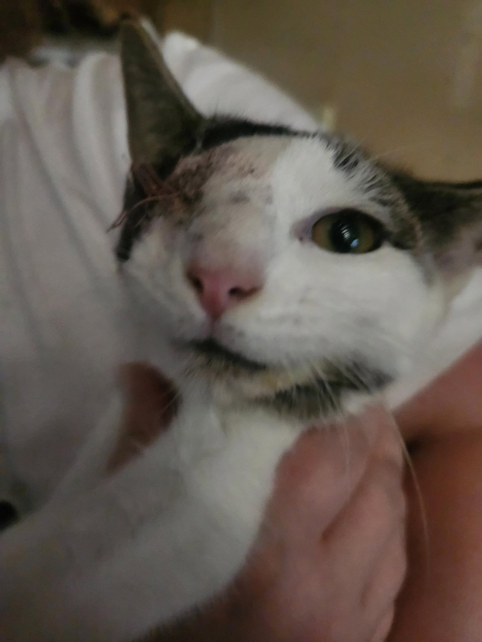 Enlarge *Ash, a Adoptable Domestic Short Hair in Forest, VA image 3/3