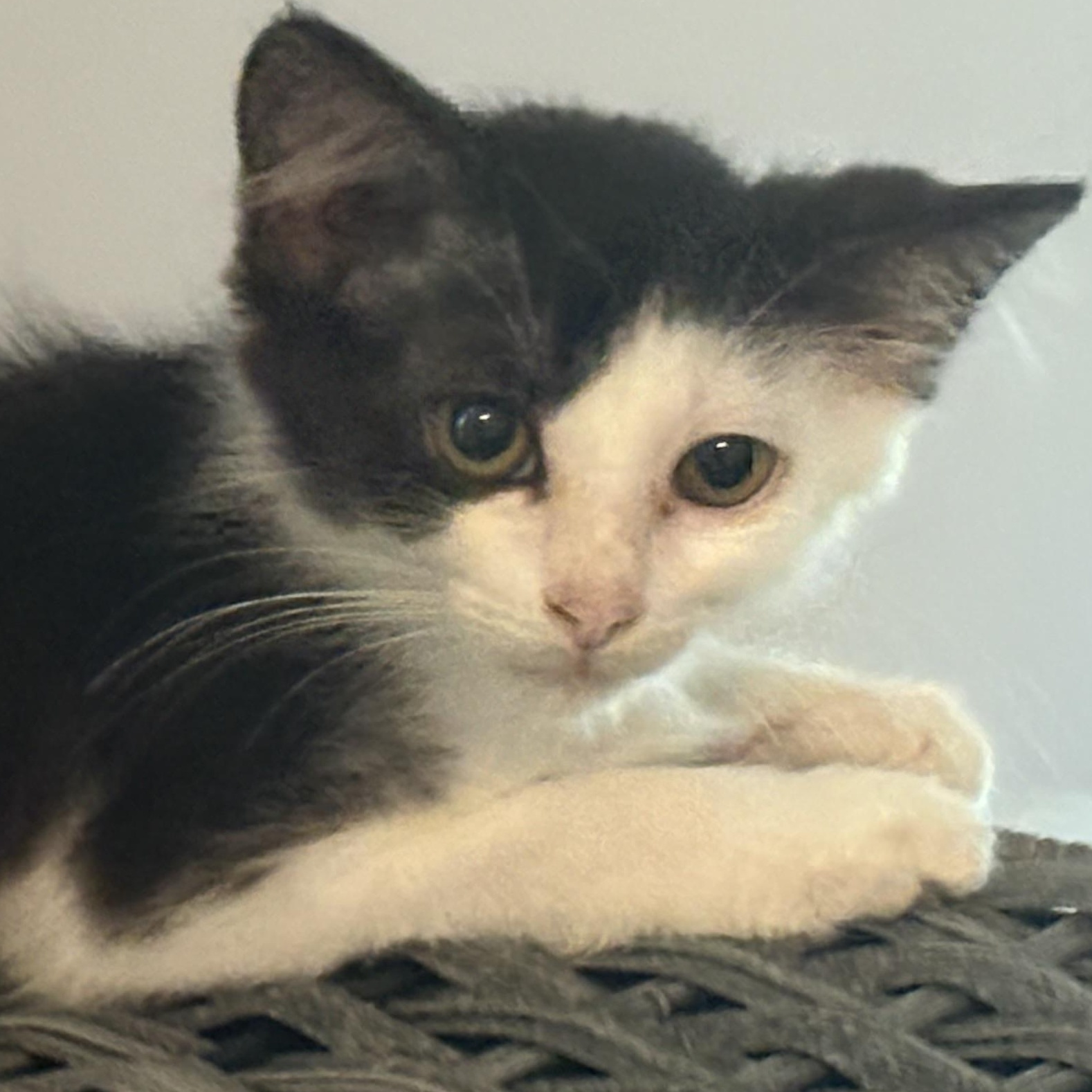 MaryJane, Adoptable, Kitten Female Domestic Medium Hair.
