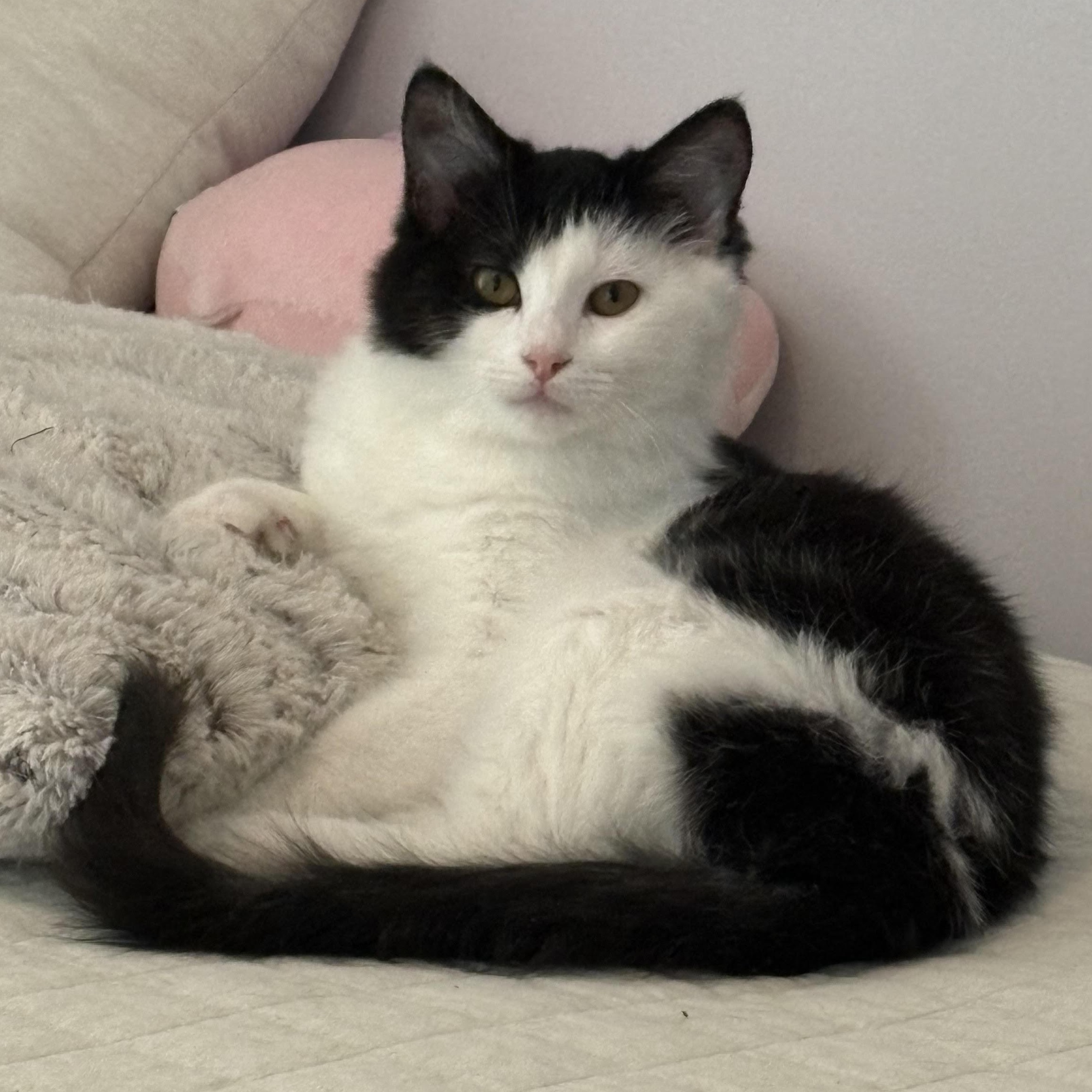 MaryJane, Adoptable, Young Female Domestic Medium Hair.