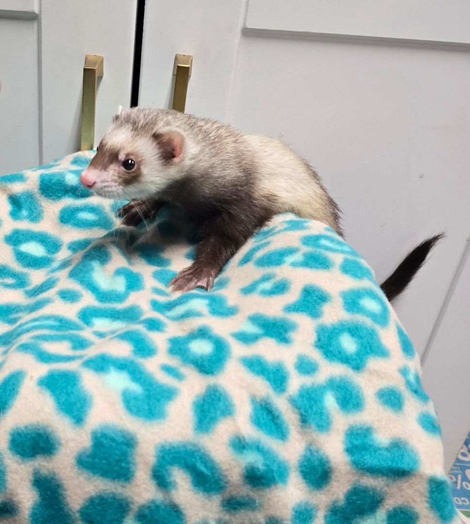 Ferret for adoption Izilia, a Ferret in Randolph, NJ Petfinder