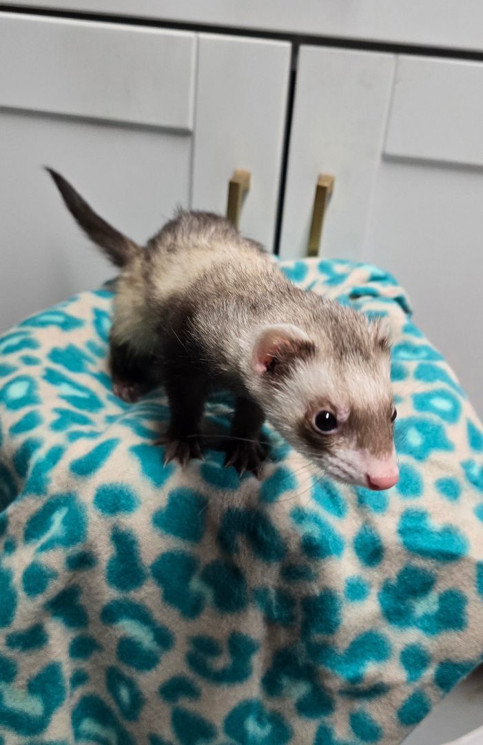 Ferret for adoption Izilia, a Ferret in Randolph, NJ Petfinder