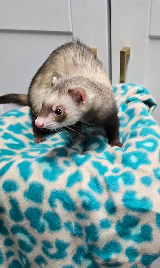 Ferret for adoption Izilia, a Ferret in Randolph, NJ Petfinder