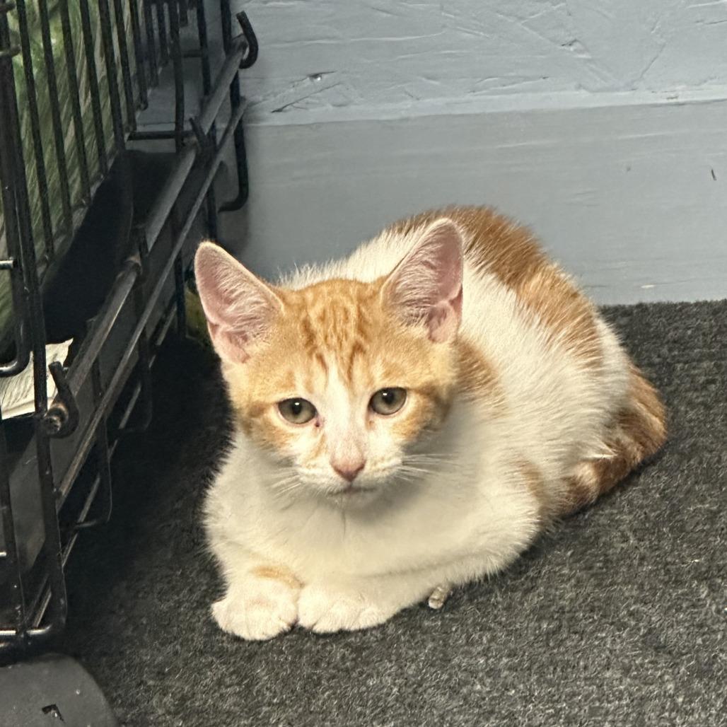 Miley, Adoptable, Young Female Domestic Short Hair.