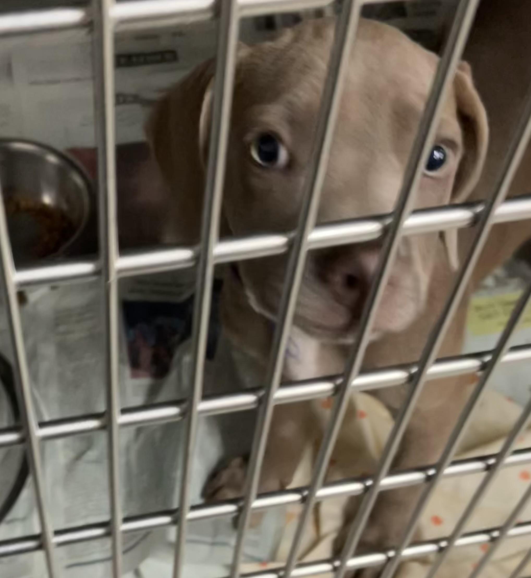Enlarge Brownie, an adopted mixed breed in Parma, OH image 1/1