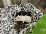 Crinkle Cut, Adoptable, Young Male Mouse.