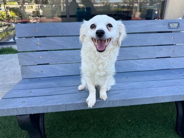 FLOWER, Adoptable, Adult Female Chihuahua & Poodle.