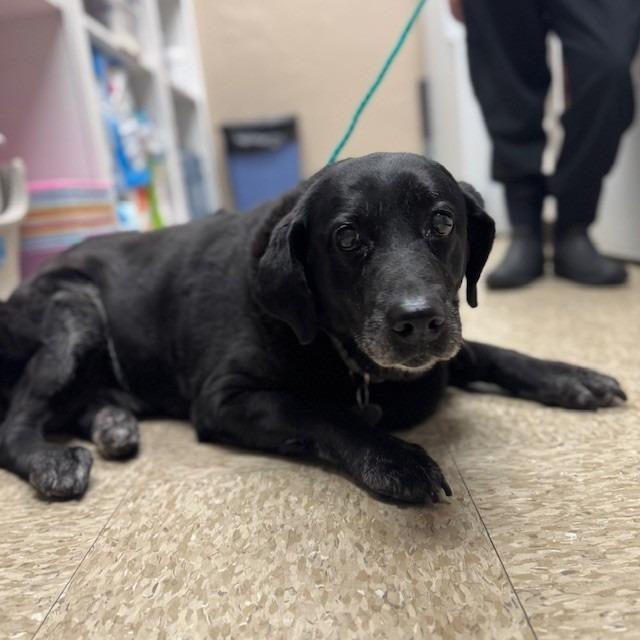 Enlarge Dog 02/17/2026, a Adoptable mixed breed in Bullhead City, AZ image 1/1