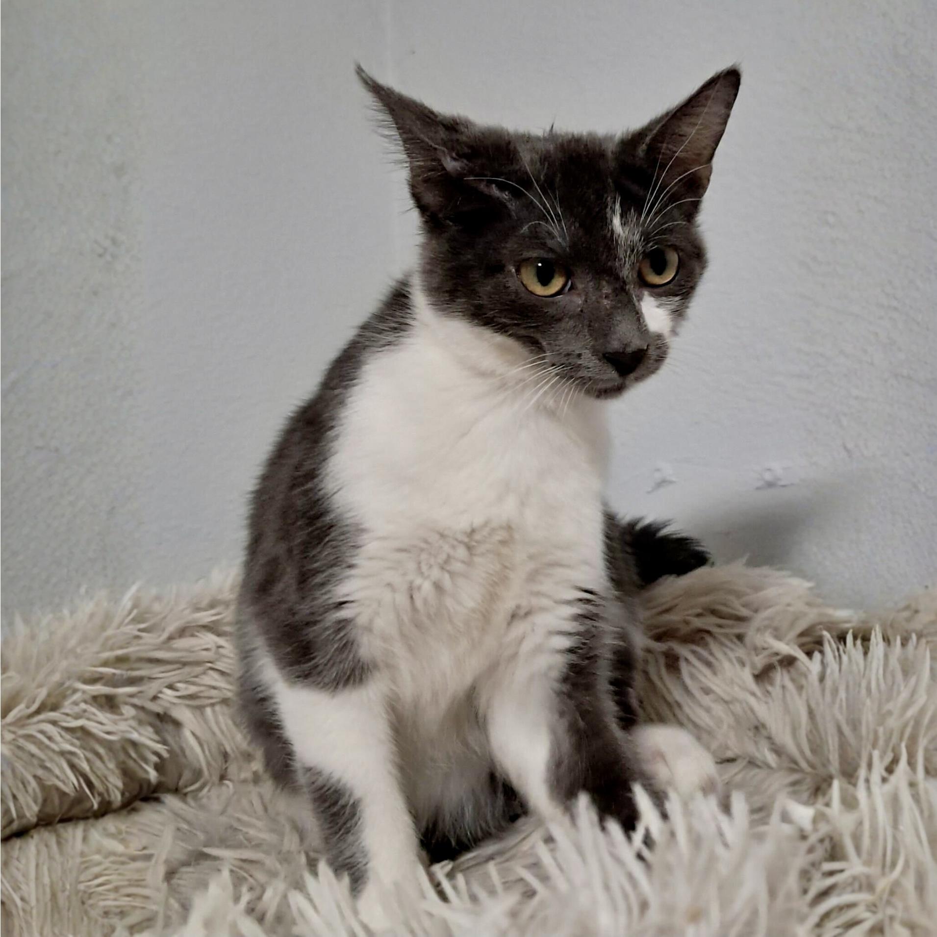 Bachelor Button, Adoptable, Kitten Male Domestic Short Hair.