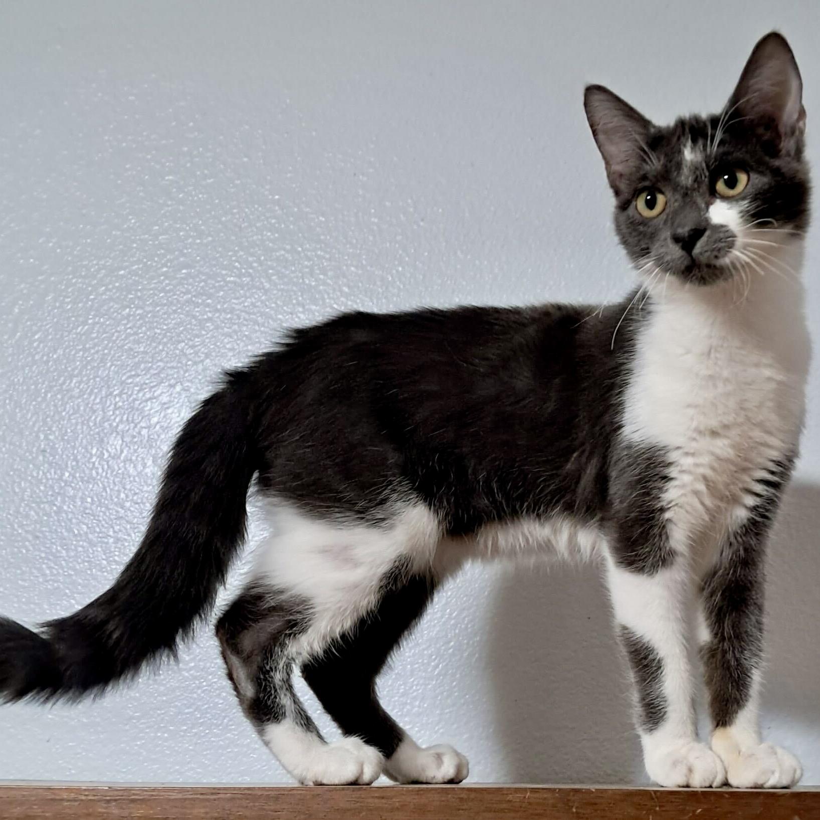 Enlarge Bachelor Button, a Adoptable Domestic Short Hair in Wilsonville, OR image 2/6