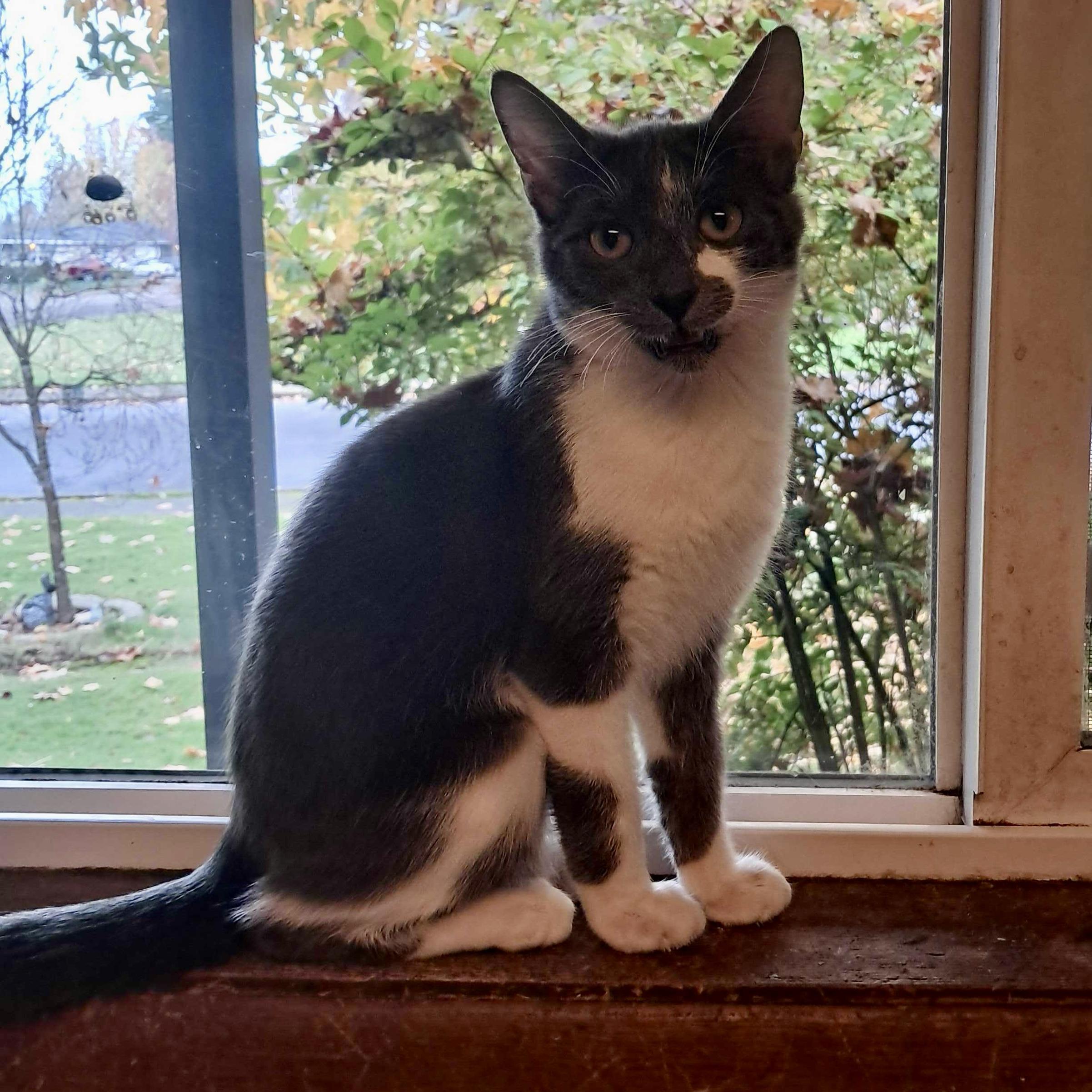 Enlarge Bachelor Button, a Adoptable Domestic Short Hair in Wilsonville, OR image 3/6