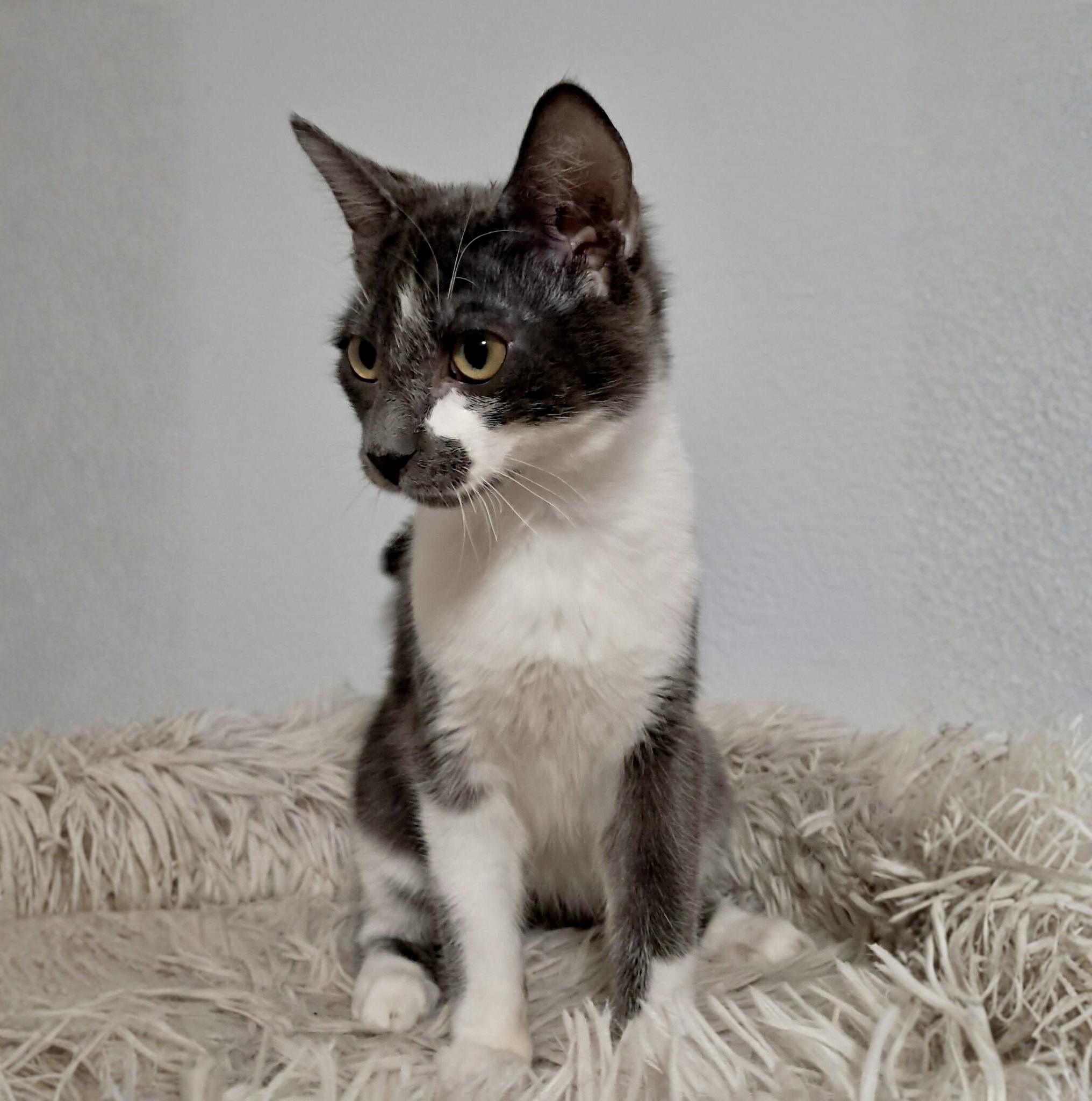 Enlarge Bachelor Button, a Adoptable Domestic Short Hair in Wilsonville, OR image 4/6