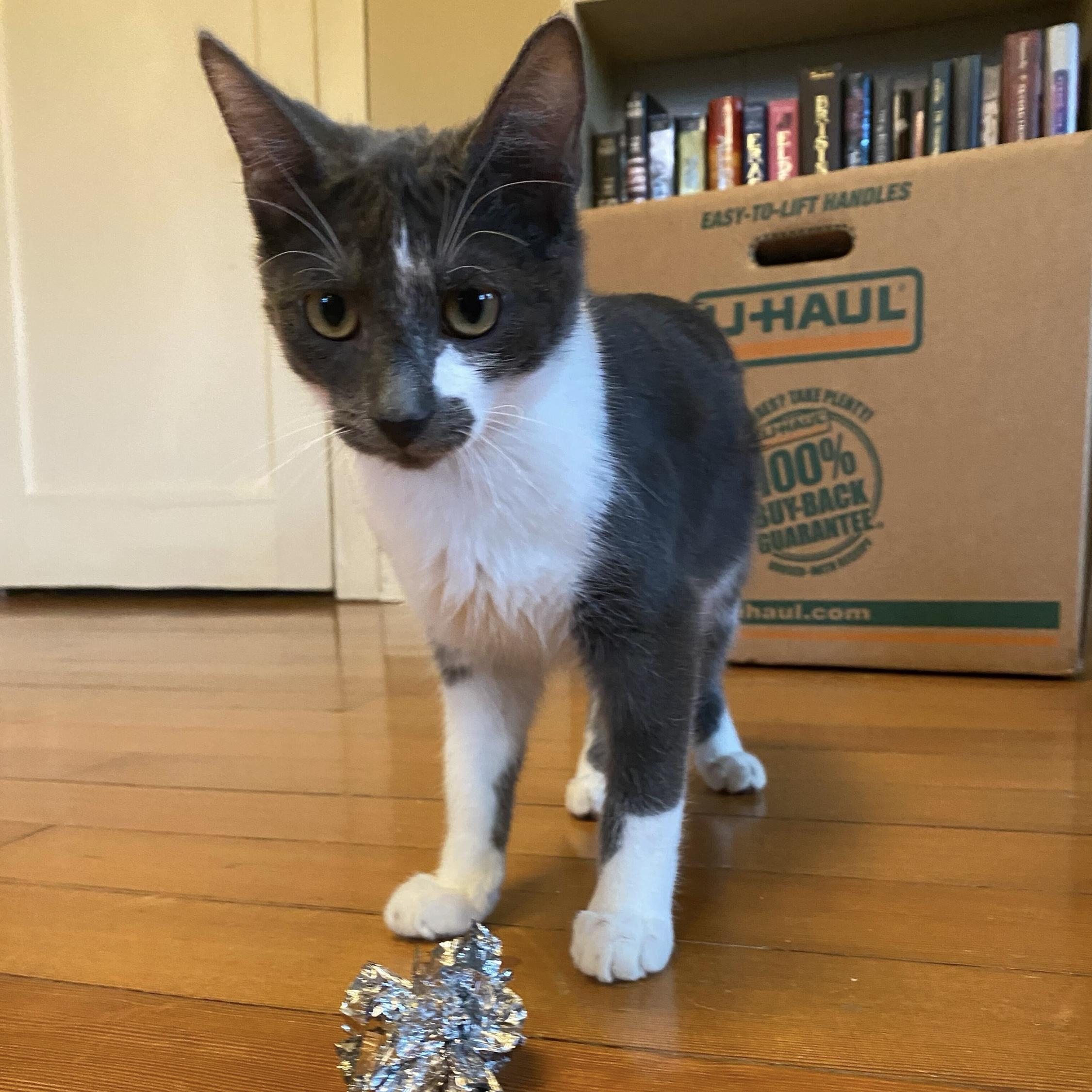 Enlarge Bachelor Button, a Adoptable Domestic Short Hair in Wilsonville, OR image 5/6