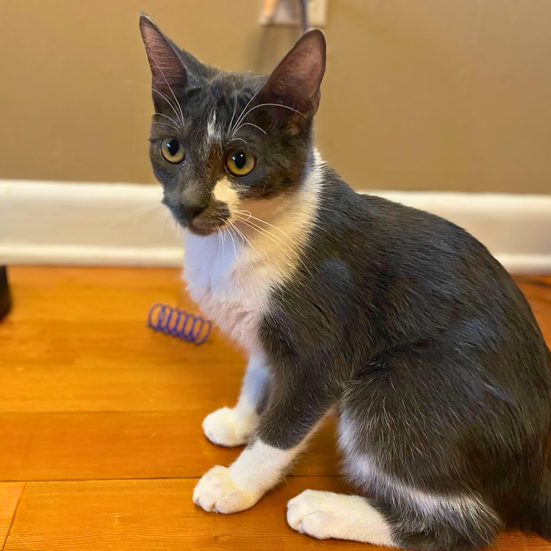 Enlarge Bachelor Button, a Adoptable Domestic Short Hair in Wilsonville, OR image 6/6