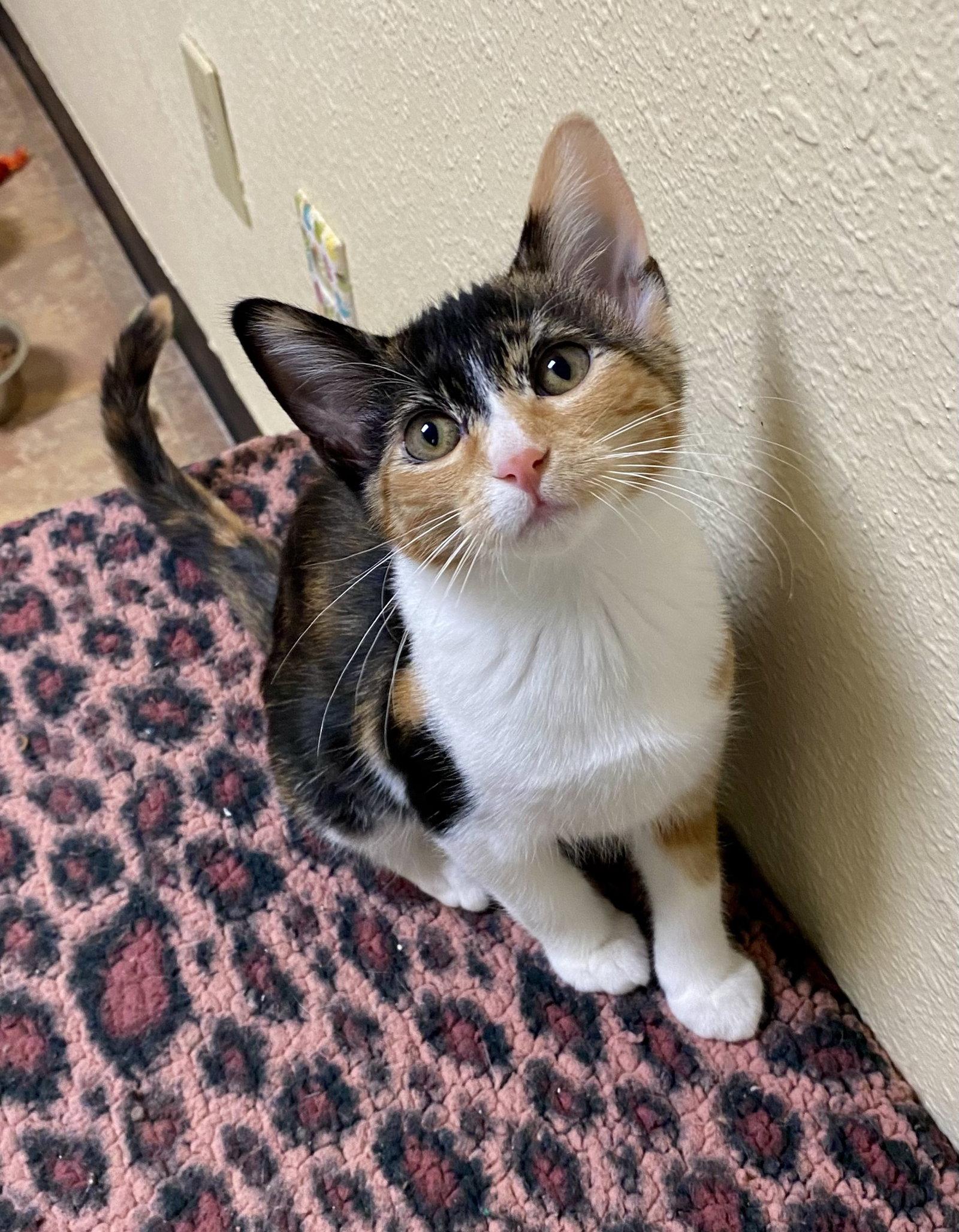 Pluto, Adoptable, Young Female Domestic Short Hair & Calico.