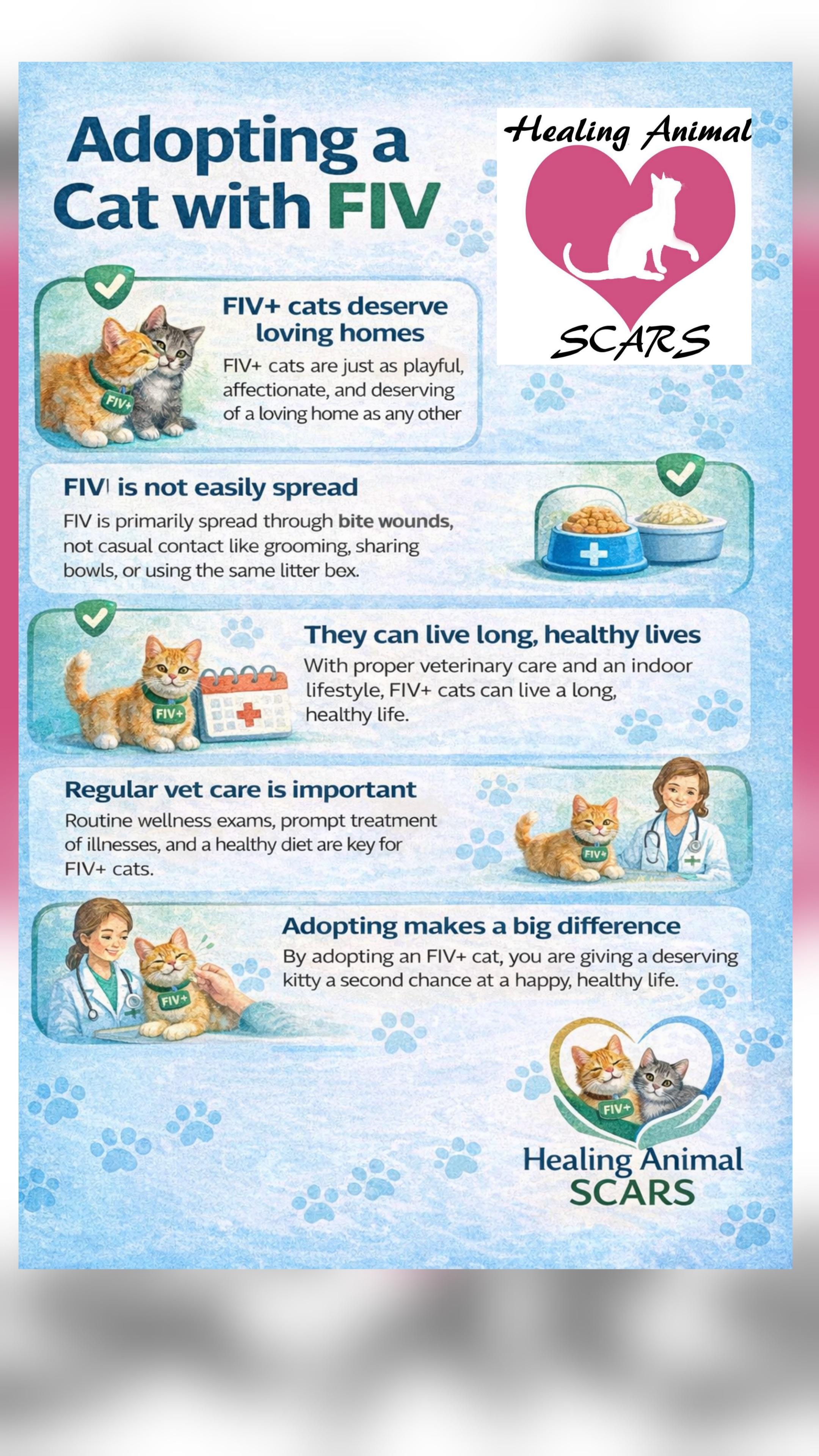 Enlarge Hank the Hunk, a ADOPTABLE Domestic Long Hair in Dartmouth, NS image 6/6